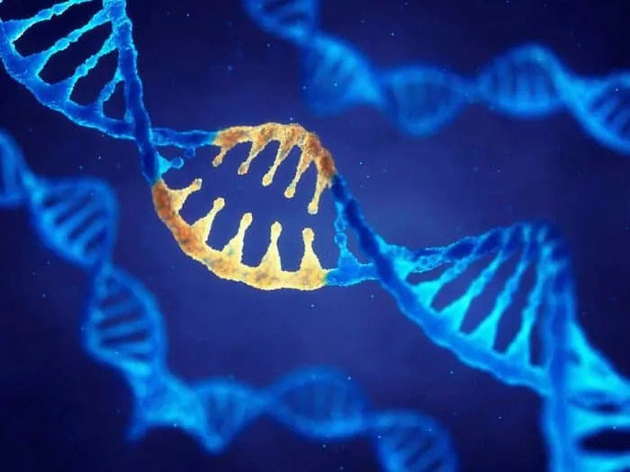 MTHFR Gene Mutation, Health & Fertility and Testing for It